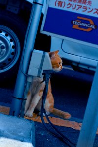 駐車場猫