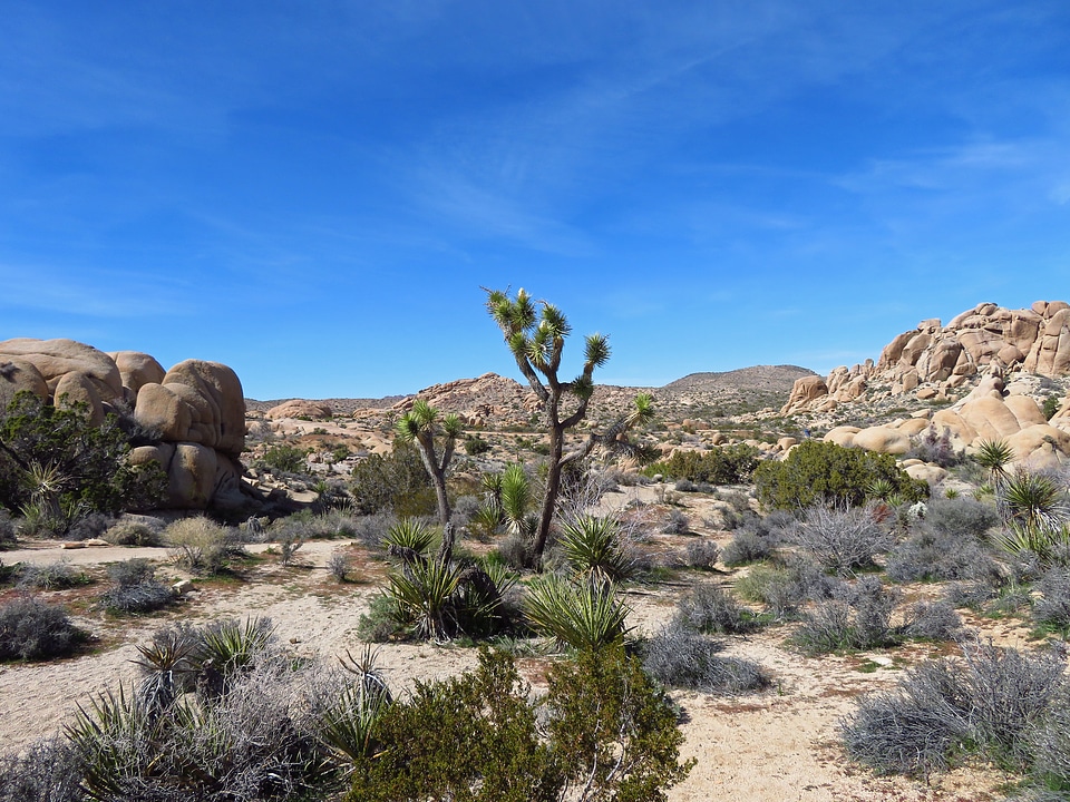 Joshua Tree National Park in California