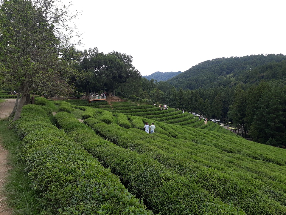 Boseong Green Tea Fields