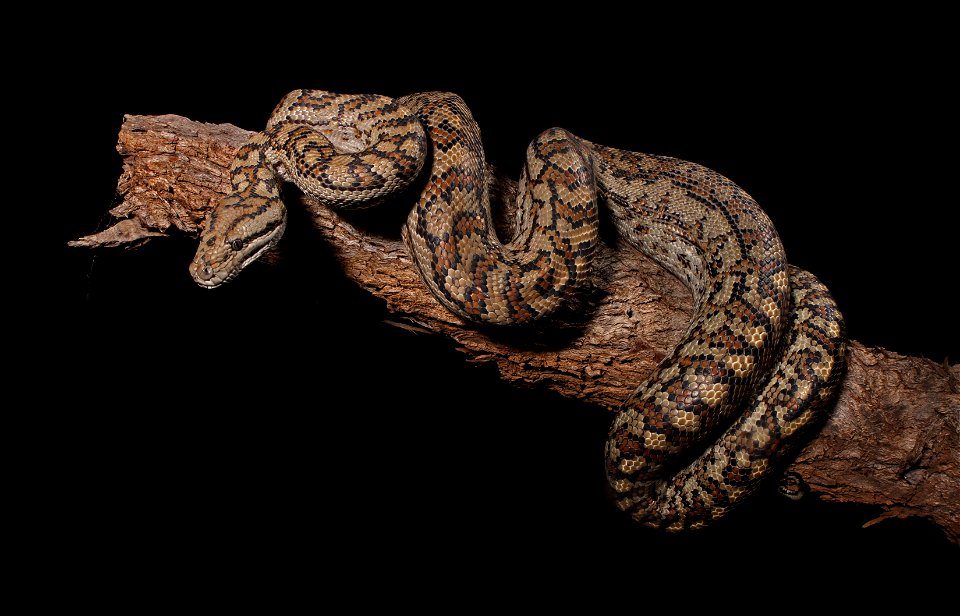 Morelia spilota metcalfei
