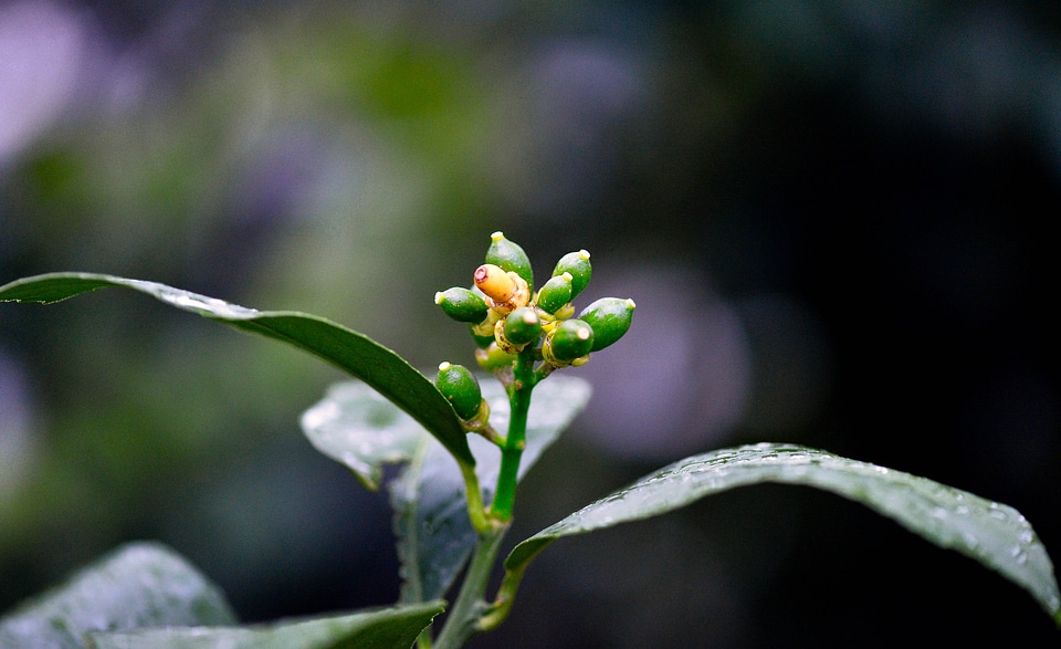 orange baby organic on tree