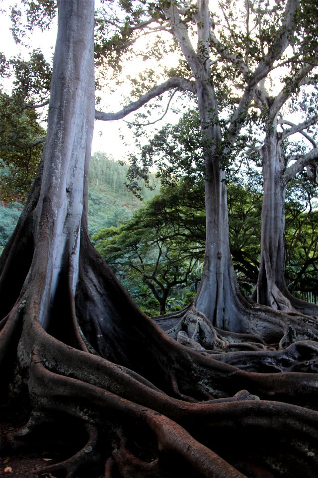 Giant Fig Trees at Allerton Garden