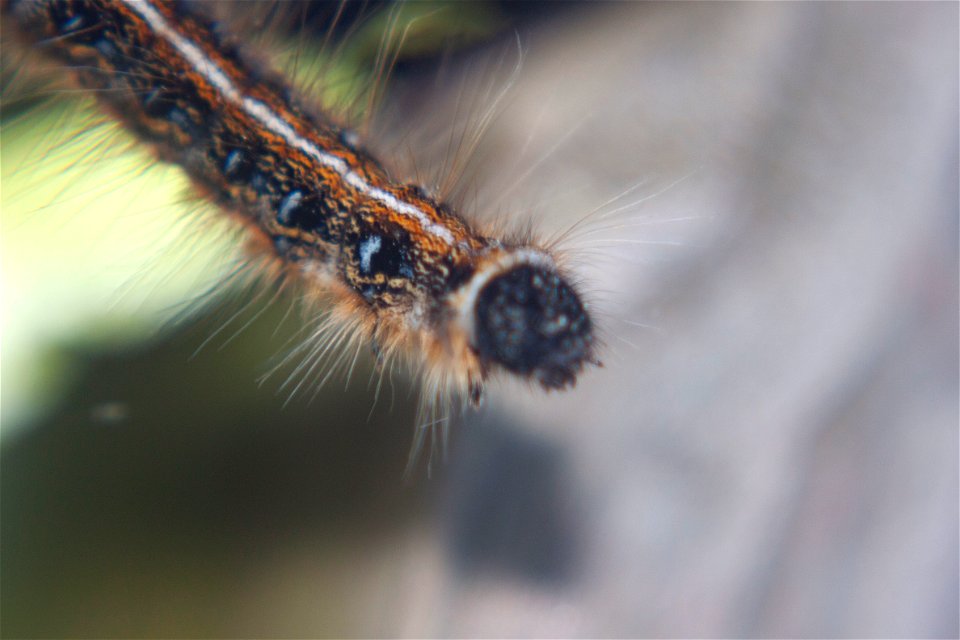 fuzzy-caterpiller_1