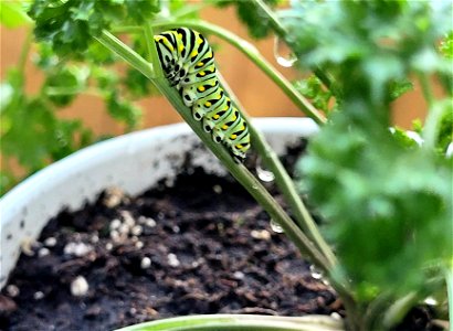 Swallowtail caterpillar photo