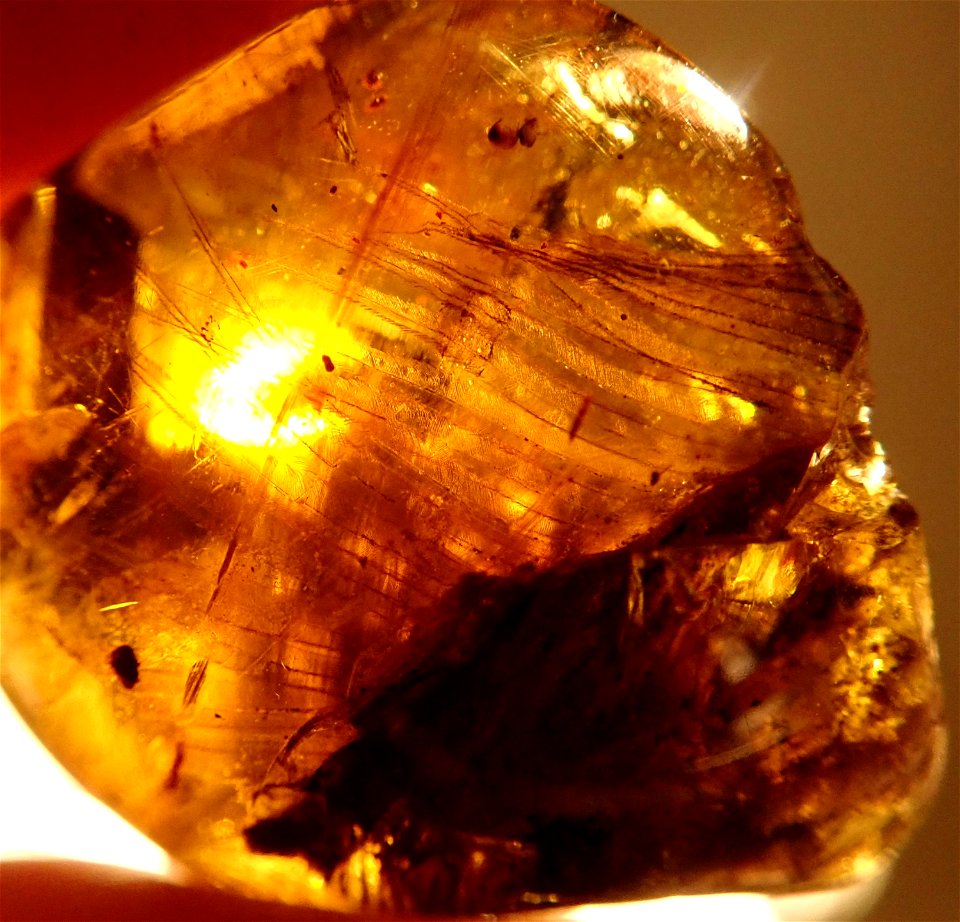feathered Dinosaur in amber