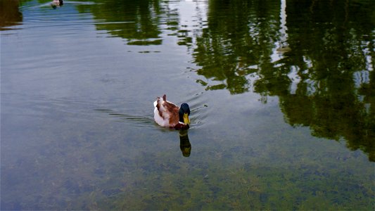 Duck being a duck photo