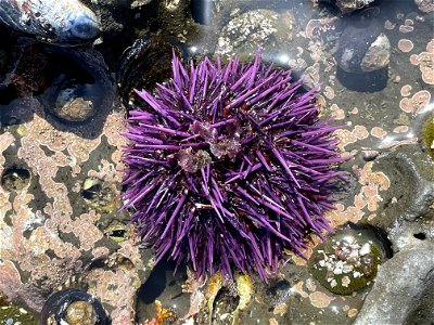 Purple Urchin photo