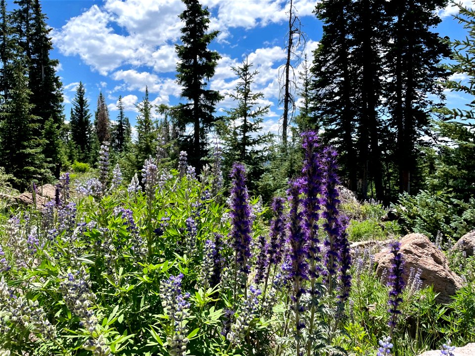 Purple Wildflowers on the Fishlake