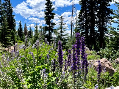 Purple Wildflowers on the Fishlake photo