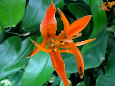 Flower 4