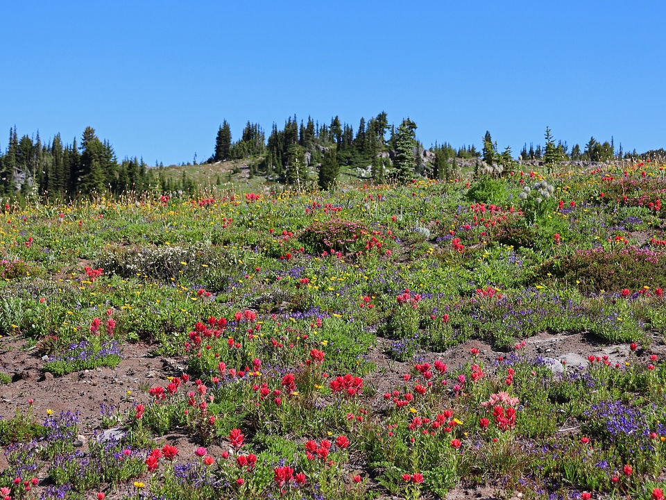 Goat Rocks Wilderness
