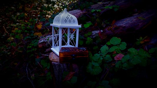 forest's secrets