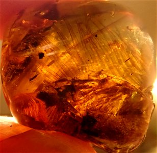 feathered dino in Cretaceous amber