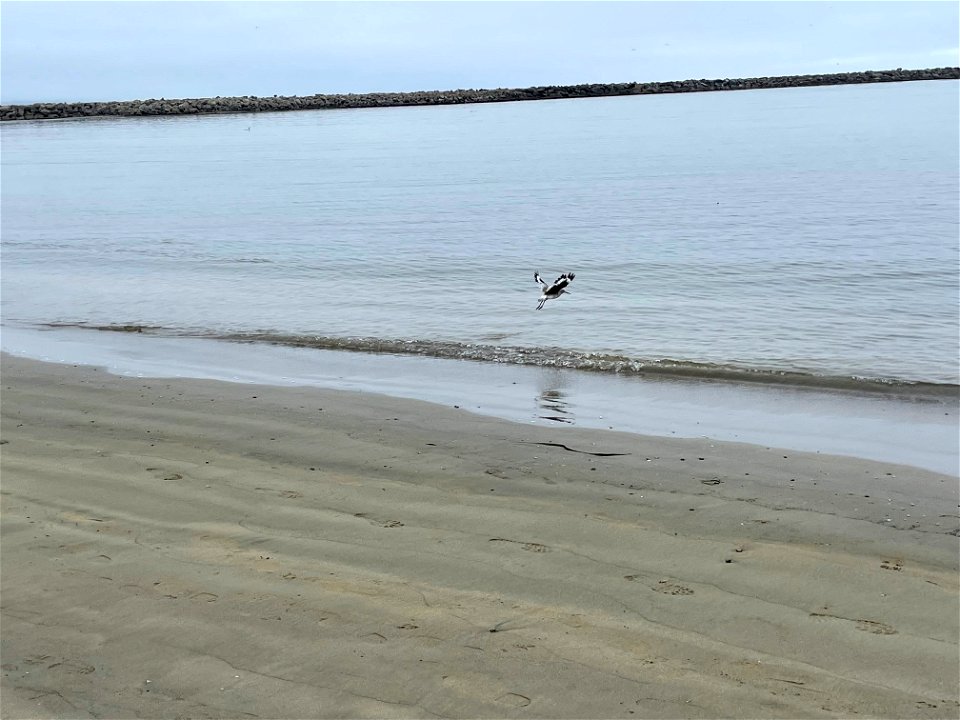 Willet