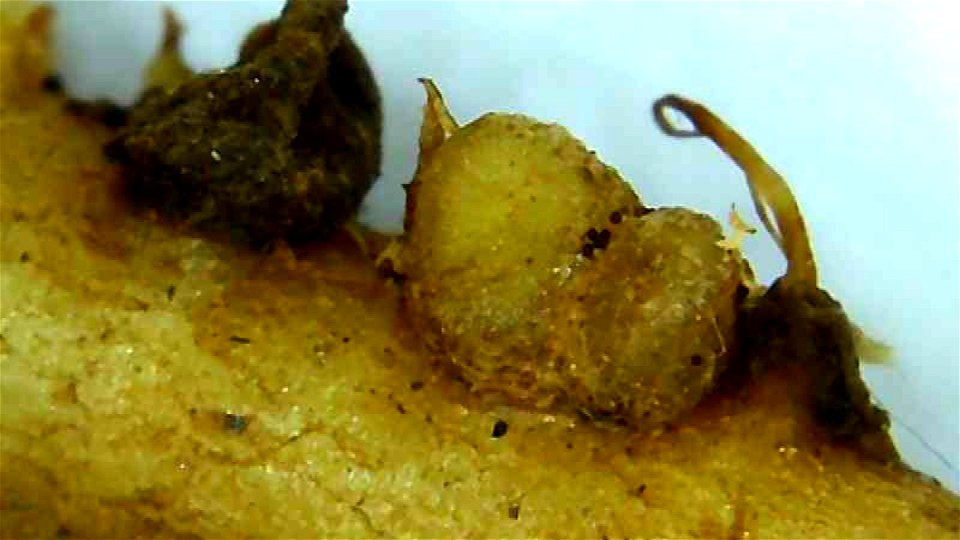 Nitrogen nodule on Lupine root