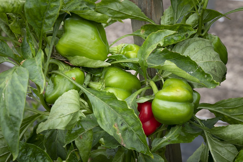 Bell peppers growing at Green Bexar Farm