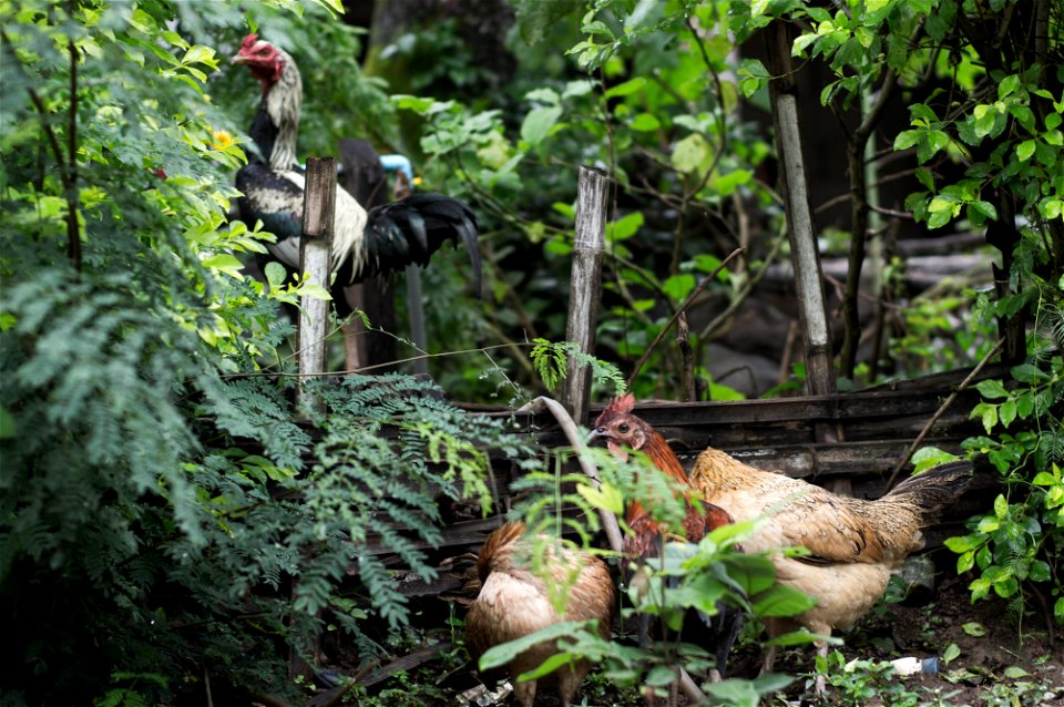 chickens
