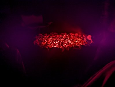 Coals in fire pit