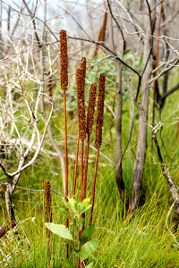 Xanthorrhoea family photo