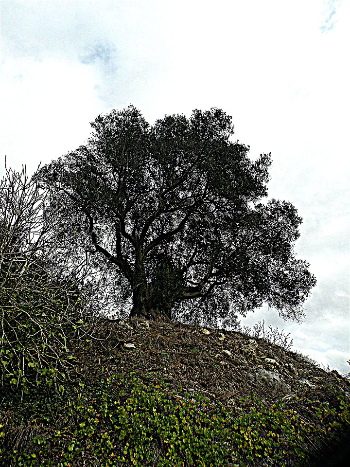 Motta di Specchia Torricella