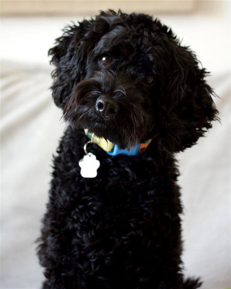 Black dog head tilt