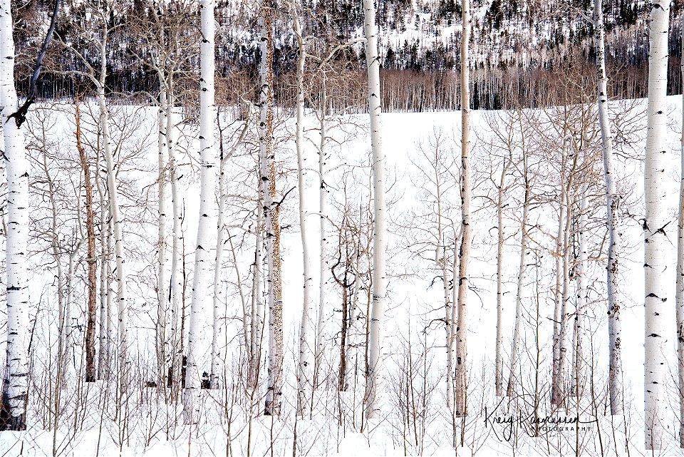 Pando Aspen Clone in Winter photo