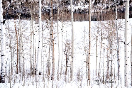 Pando Aspen Clone in Winter photo