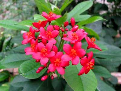 Flower 6
