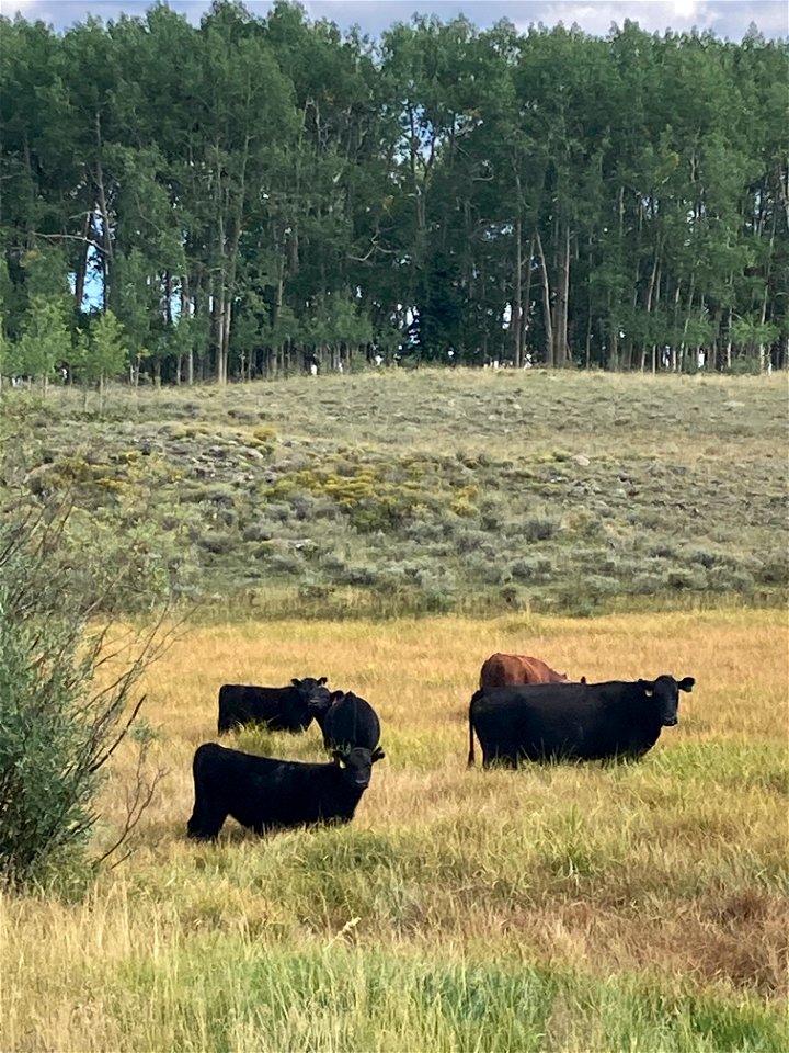 Cattle Allotment in Loa