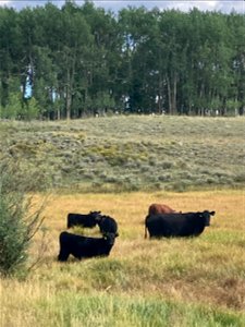 Cattle Allotment in Loa photo