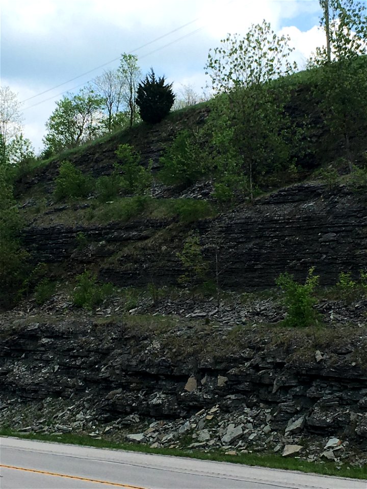 Thrust Fault in Carbonates (Bellevue Member, McMillan Formation, Maysville, Kentucky, USA)
