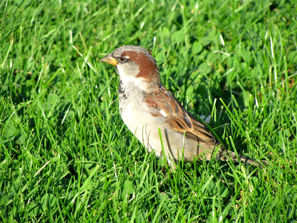 sparrow 2 photo