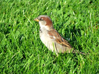 sparrow 2 photo