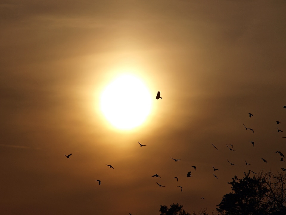 Sunset nature twilight