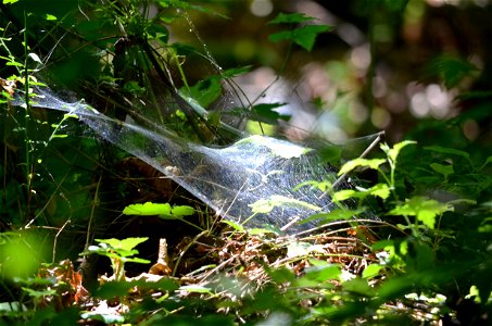 spider web in forest photo
