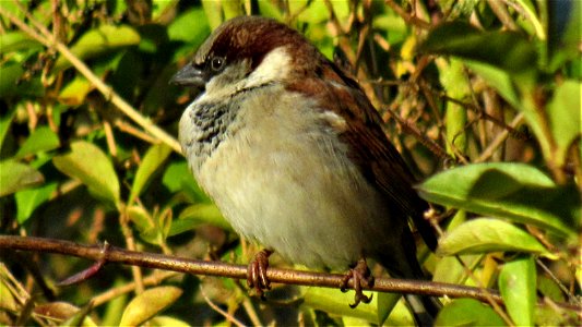 House Sparrow in Privet (3) - Suffolk, UK - Taken on February 11, 2021