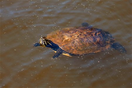 water-turtle photo