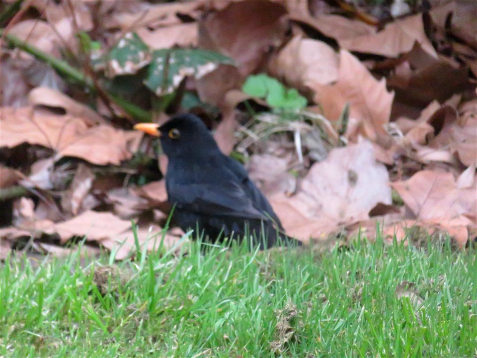 IMG_0971 Amsel  Perspektiven Bottrop (19.04.2021)