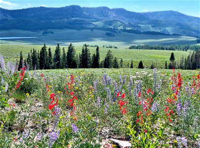 Wildflowers on the Fishlake photo