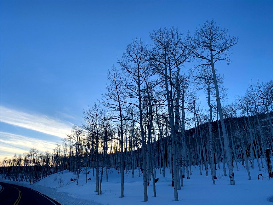 Pando Aspen Clone in Snow 011223 photo