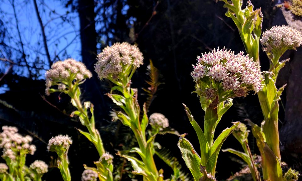 Arctic Coltsfoot