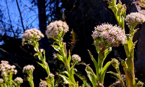 Arctic Coltsfoot