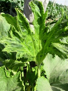 Virus on squash