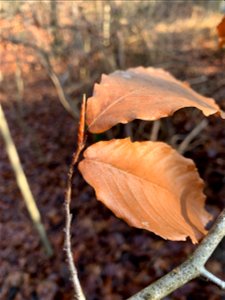 American Beech (Fagus grandifolia)