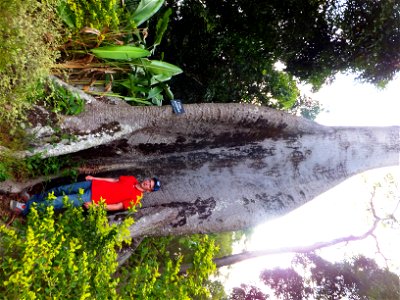 Jardin du père Gillet à Kisantu, Ceiba pentandra, fromager photo