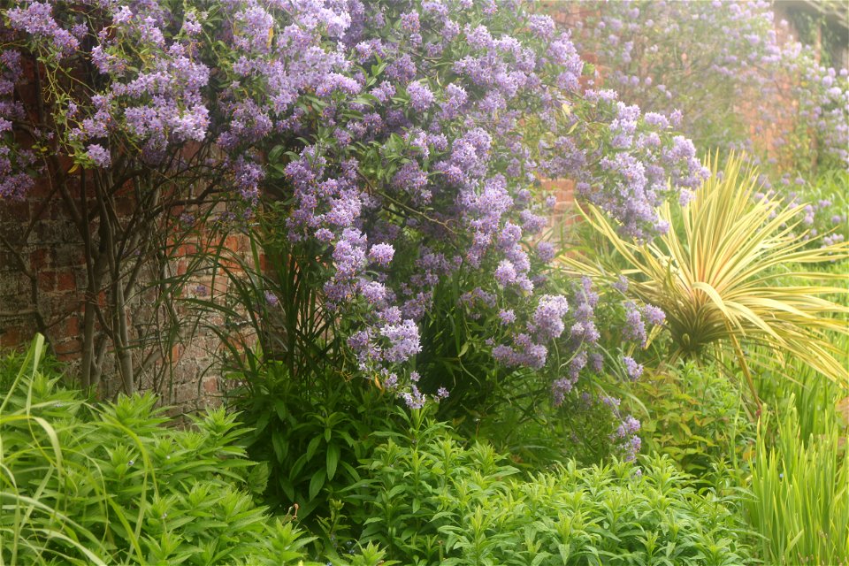 Chilean Potato Tree Wall