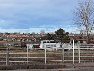 suburban farm horses