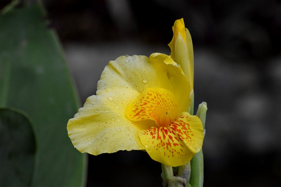 Flor
