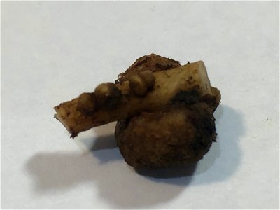 Nitrogen nodule on Lupine root