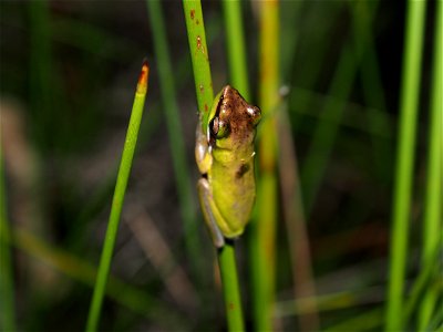 Wallum Sedge-frog photo
